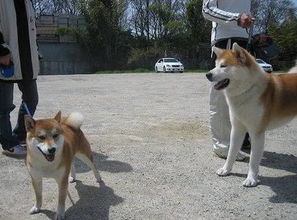 怎样区分日本柴犬和秋田犬