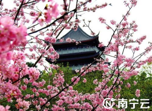 这份 春日邕城赏花攻略 请收藏 