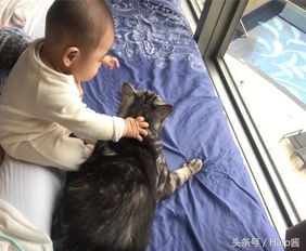怀孕生小孩就不能养猫 妈咪猫主分享照片证明宝宝可与猫咪共处 