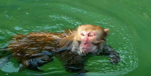 你有见过水猴子吗 有人认为水猴子不存在,看完才知道是这么回事