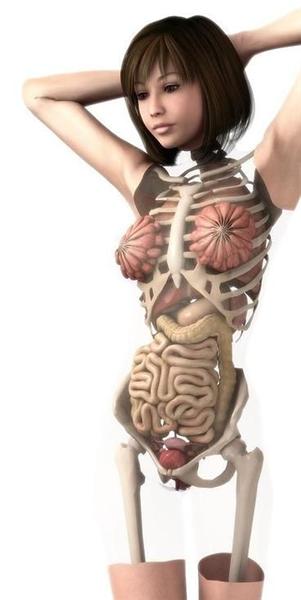 女性身体器官解剖图 搜狗图片搜索