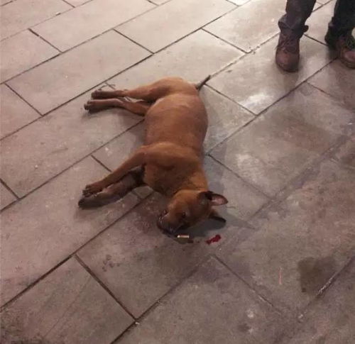 宜宾一狗狗从楼上掉下来,当场死亡 疑似是被主人扔下