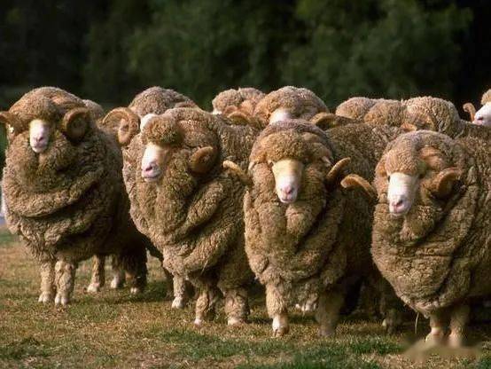 现代养羊180问 第44问 澳洲美利奴羊有何特性