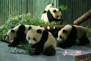 10只熊猫入住上海动物园 或1月下旬与公众见面 