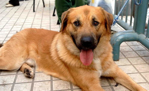 公安部禁养的48种烈性犬，禁养的犬种有哪些