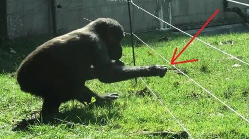 这是我见过最聪明的猩猩,告诉游客不能触碰电网,并演示如何安全通过 