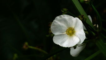 小白花