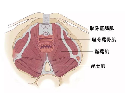 盆底肌解剖图