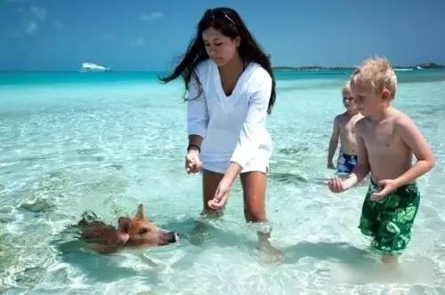 你见过猪在水里游泳吗 地球上最美的粉色海滩