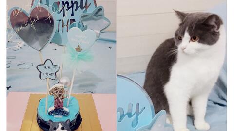 真的是别人 猫 的生日蛋糕最好吃