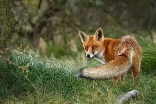 迎亲路上,他救了一只狐狸,哪料在婚礼当晚,却发生这事 范林 