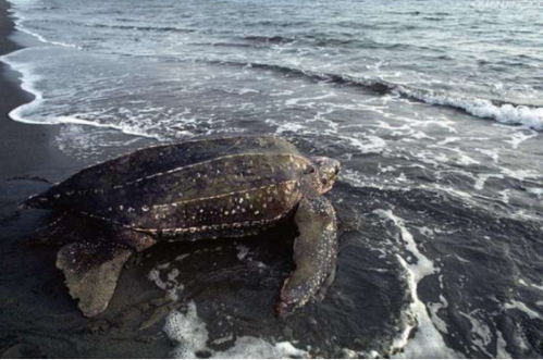 世界上最大的乌龟,嘴里藏着秘密武器,成年后可达近1吨重