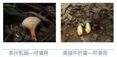 原来野生蘑菇中毒危害这么大