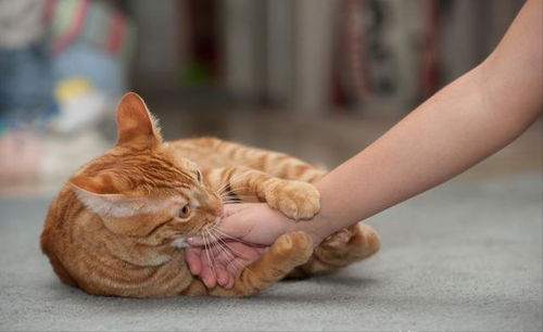 为什么猫咪总喜欢 轻咬 主人的手 原来是别有用心