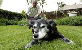 狗狗的寿命一般多长 几岁算是老狗
