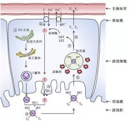 为什么别人和我看同样的书,但总学的比我好 动物及其生理学