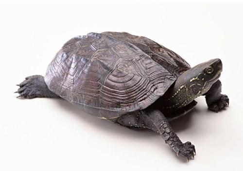 乌龟和海龟有什么区别 