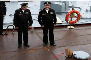 航母上老鼠泛滥怎么办 美军养猫 用高科技,中国办法最高明