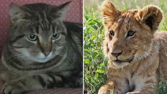 猫咪 辛巴 走失7个月 竟被发现去动物园找狮子
