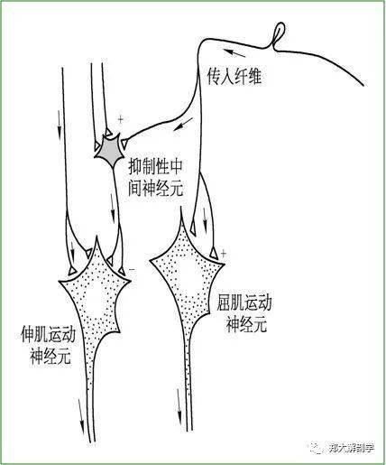 第10期 肌肉失衡是成对的