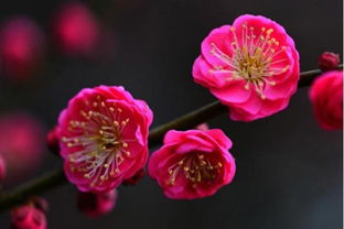 春季赏花植物 台湾牡丹樱 骨红朱砂梅