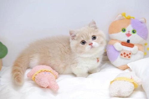 英短猫 常见 和 罕见 的颜色,你最喜欢哪种