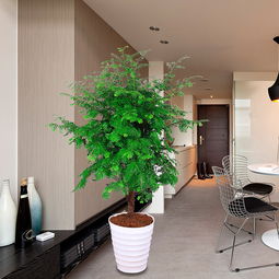 净化空气第一名的植物 房间净化空气的盆栽排名