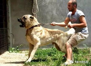 大型犬魅力之坎高犬,美图震撼来袭 