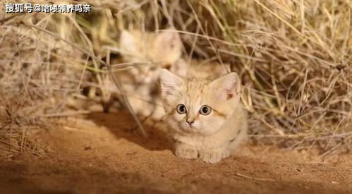 花五万买猫,被猫暴打还惨遭刑拘 十大 牢底坐穿 猫了解一下