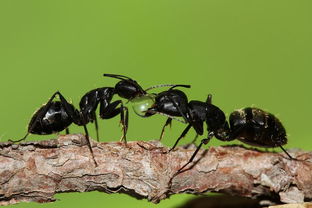 黑蚂蚁的功效(黑蚂蚁的功效与作用)