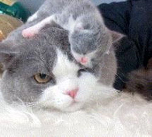 小猫咪趴在妈妈头上睡觉,大猫一脸无奈, 亲生的,我忍 宠物 