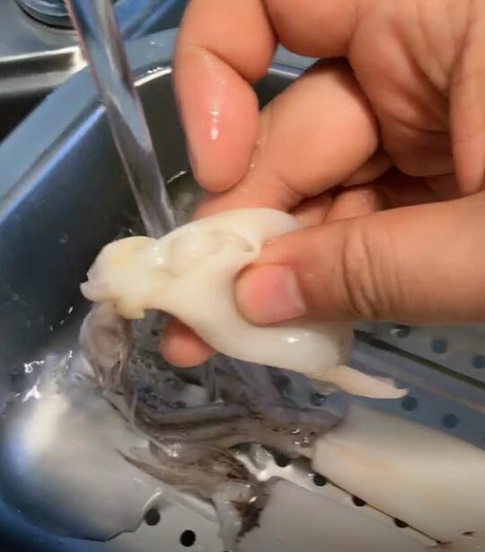 海兔子怎么清洗 怎么吃啊 