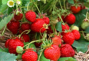 四季草莓怎么种,5月份种的四季草莓多久开花结果？