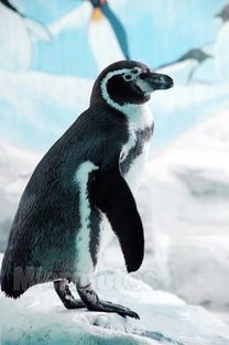 洪氏环企鹅的生长习性 
