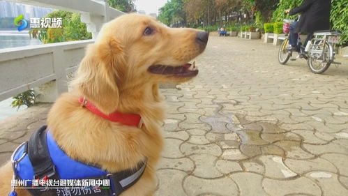 惠州市城市养犬管理条例 草案 征求意见 惠州人关心的养狗问题将明确