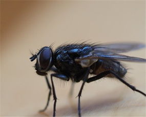 苍蝇是怎样形成的 它的寿命有多长 怎么消灭