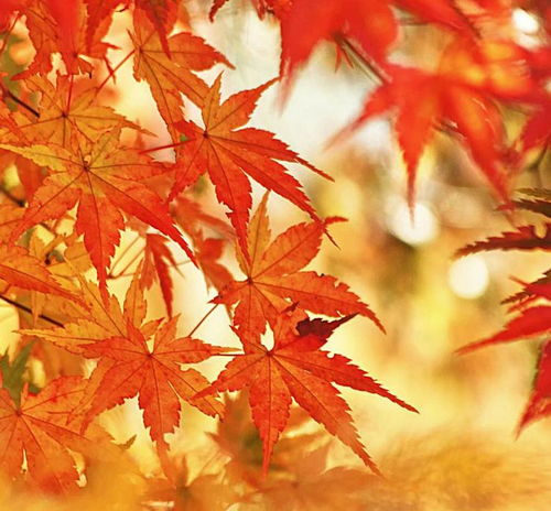 关于秋天的诗句说说心情