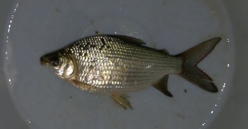 请问大家有哪位大神知道这叫什么鱼 近几年才发现广东淡水河有这种鱼 