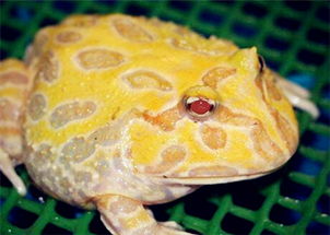 招财蛙黄金角蛙怎么养 吃什么食物长得好 有毒吗