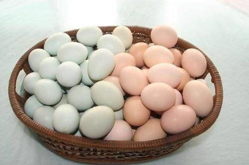 买鸡蛋时,选白色的还是黄色的 不懂别乱挑,免得浪费钱
