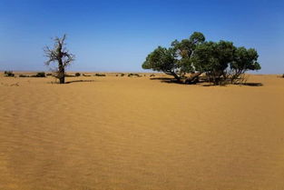 全球海拔最高的沙漠,近几年面积却在减少,而且就在中国青海