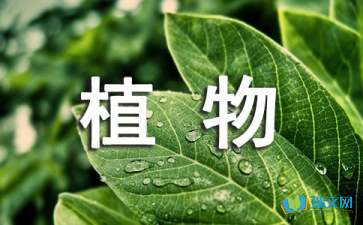 四年级比喻句大全描写植物的？