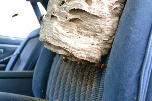 看俄亥俄州 蜂人 如何清除超大黄蜂窝