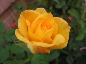 送女人黄玫瑰表示什么,黄玫瑰送闺蜜花语的准确意思？