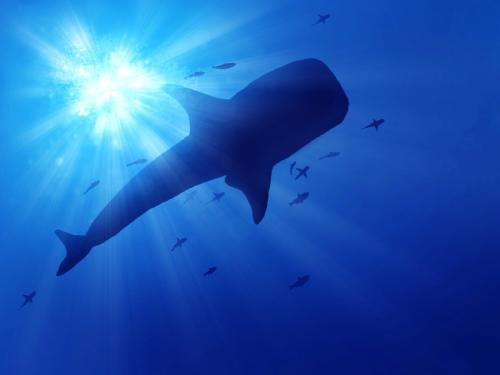 为什么鲸鱼会在海里生活 