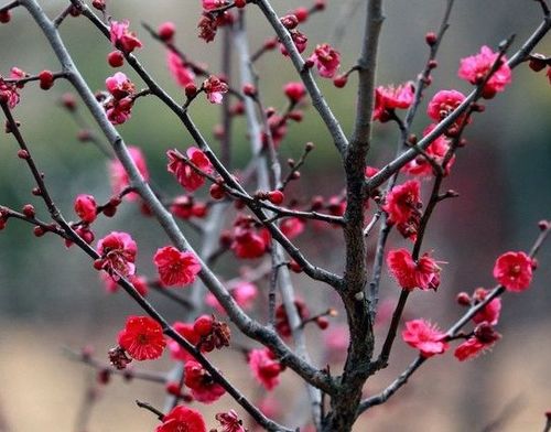 桃花种苗（桃花种苗：培育技术与市场前景）