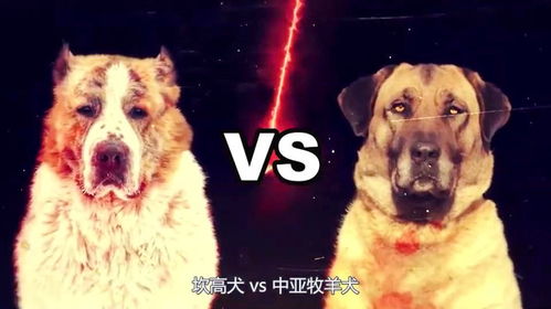 坎高犬vs中亚牧羊犬,谁才是战斗力最强的大型猛犬 中华田园犬