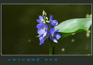 水面上的蓝精灵 雨久花