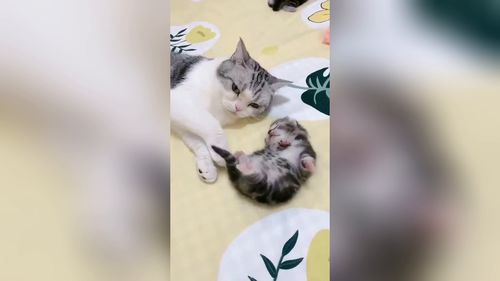 小猫猫做噩梦,猫妈妈瞬间抱住 