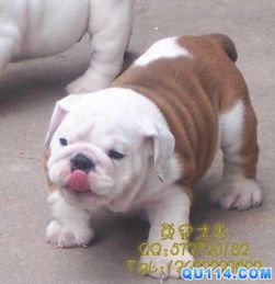 上海哪家犬舍卖纯种英国斗牛犬好 价钱在3000元 5000元,请回答的详细一点 实在是没分了,只能口头感谢 